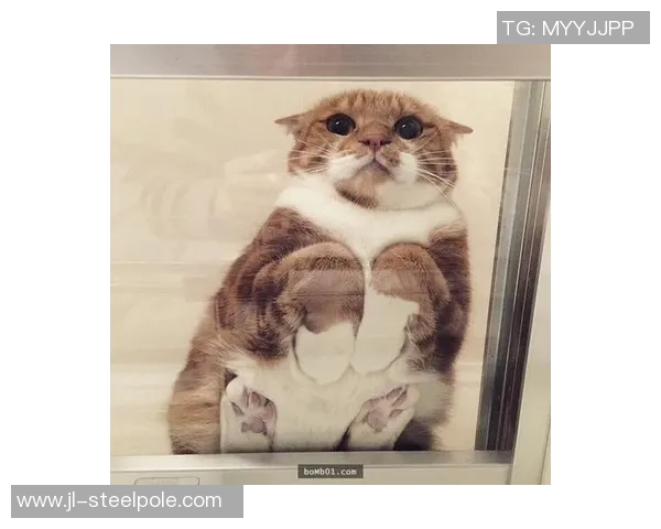 足球明星命名的猫咪们带你领略球场外的萌趣生活 足球明星命名的猫咪们带你领略球场外的萌趣生活